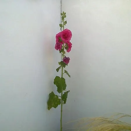 Dom wakacyjny Taru La Palmyre *