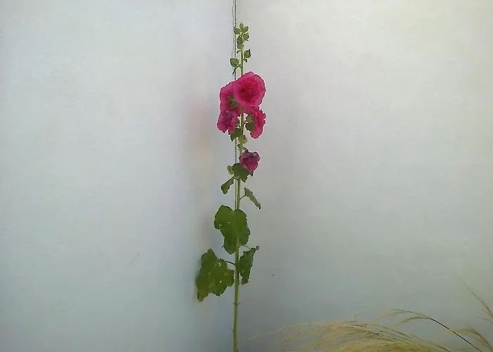 Сasa de vacaciones Taru La Palmyre *